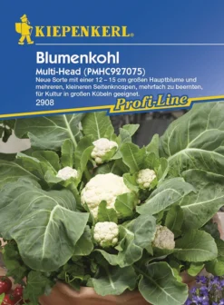 Blumenkohl Multi - Head F1 | Blumenkohlsamen Von Kiepenkerl