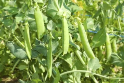 Markerbse Wunder V. Kelvedon | BIO Markerbsensamen Von Reinsaat