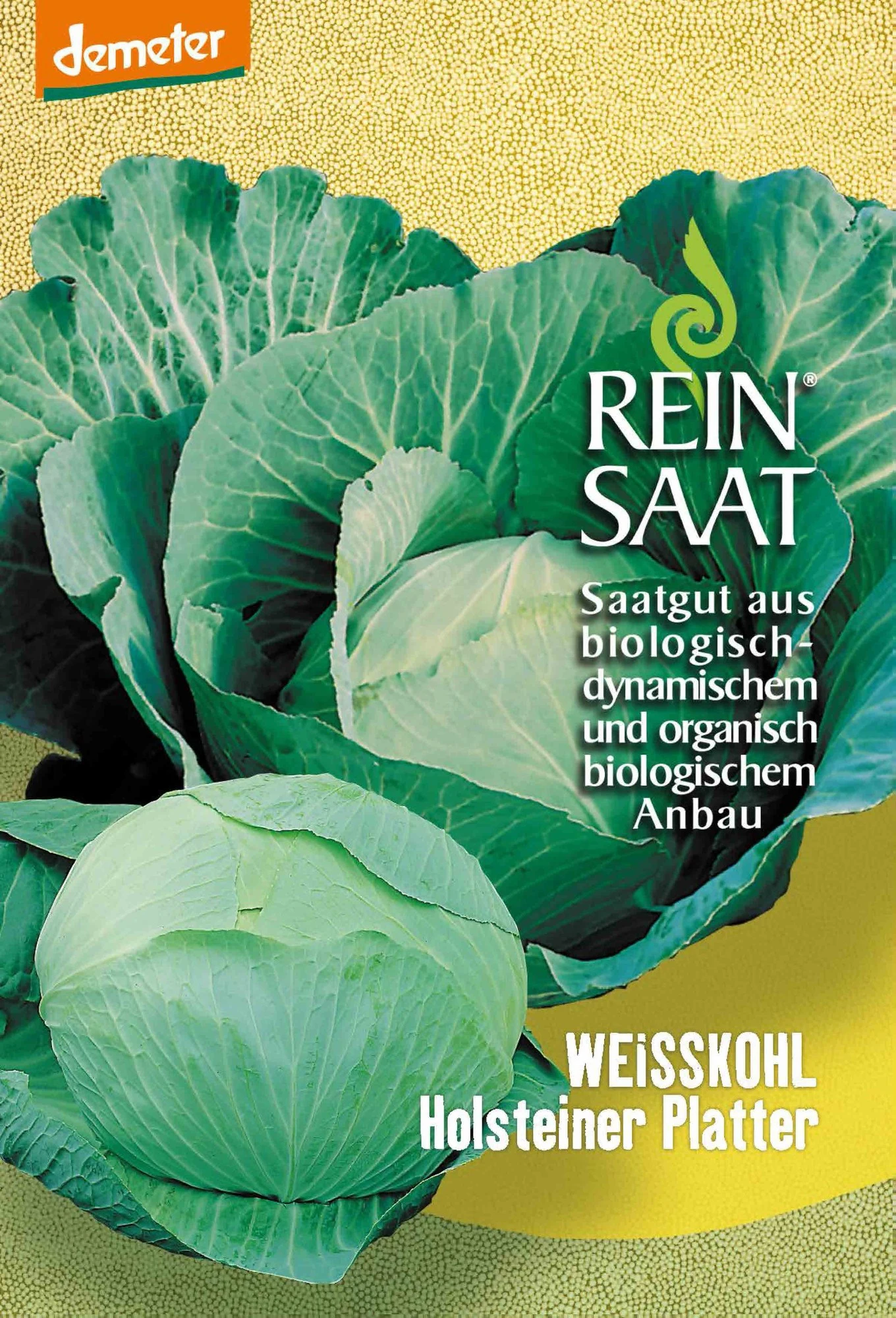 Weißkraut Holsteiner Platter | BIO Weißkohlsamen Von Reinsaat 1 Weißkraut Holsteiner Platter | BIO Weißkohlsamen Von Reinsaat