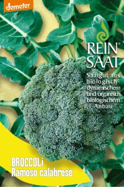 Broccoli Ramoso Calabrese | BIO Brokkolisamen Von Reinsaat