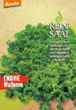Endivie Wallonne | BIO Endiviensalatsamen Von Reinsaat