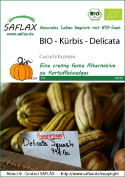 Kürbis Delicata | BIO Kürbissamen Von Saflax