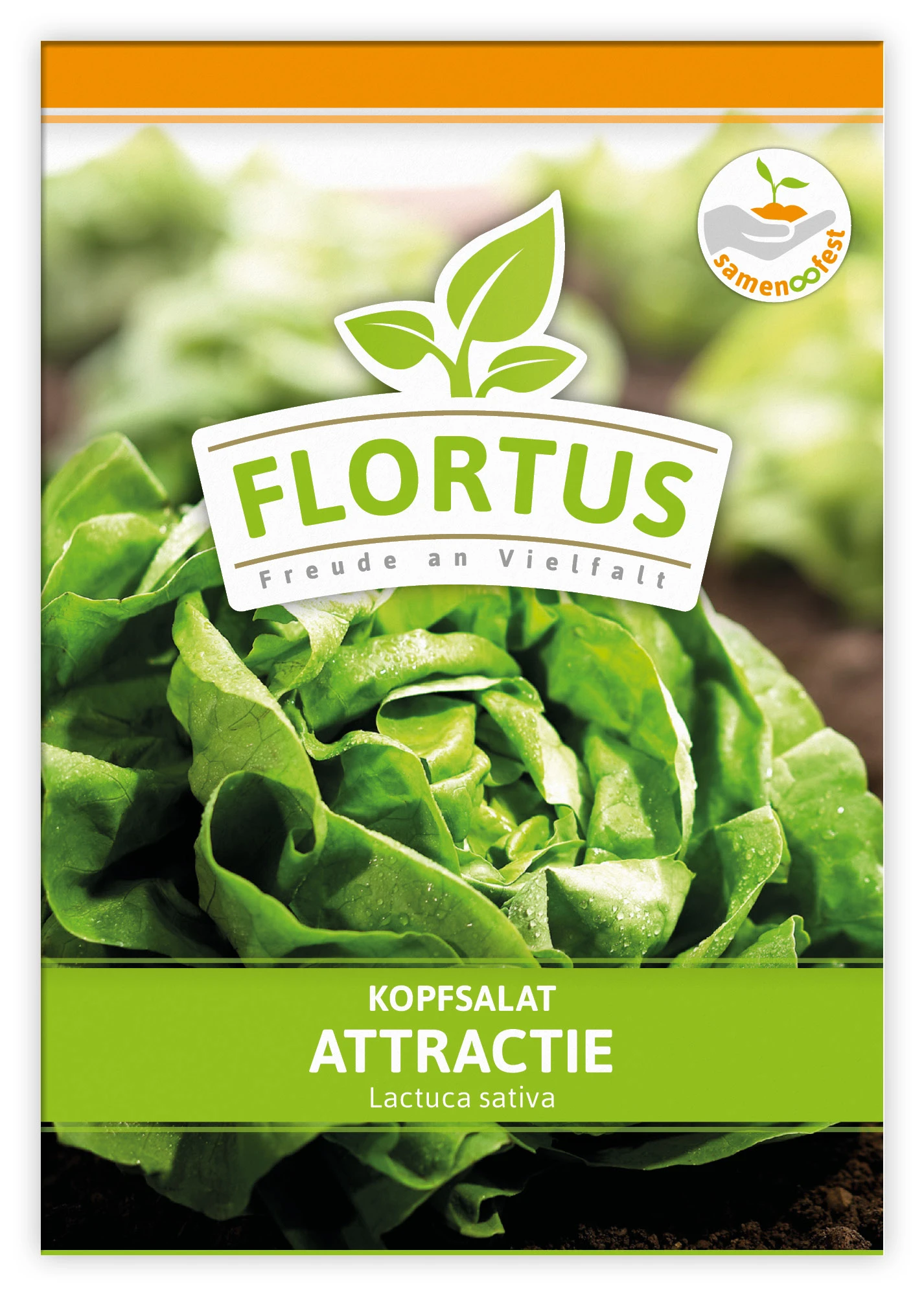 Kopfsalat Attractie (100 Stück) | Kopfsalatsamen Von FLORTUS 2 Kopfsalat Attractie (100 Stück) | Kopfsalatsamen Von FLORTUS – Bild 2