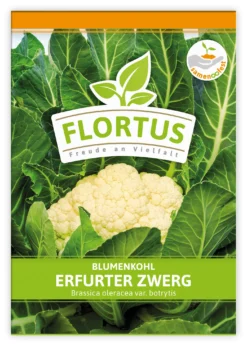 Blumenkohl Erfurter Zwerg (100 Stück) | Blumenkohlsamen Von FLORTUS -Indoor Gärtnern Verkaufe 549866 Blumenkohl Erfurter Zwerg 100 Stueck 2000 0483 100x 1