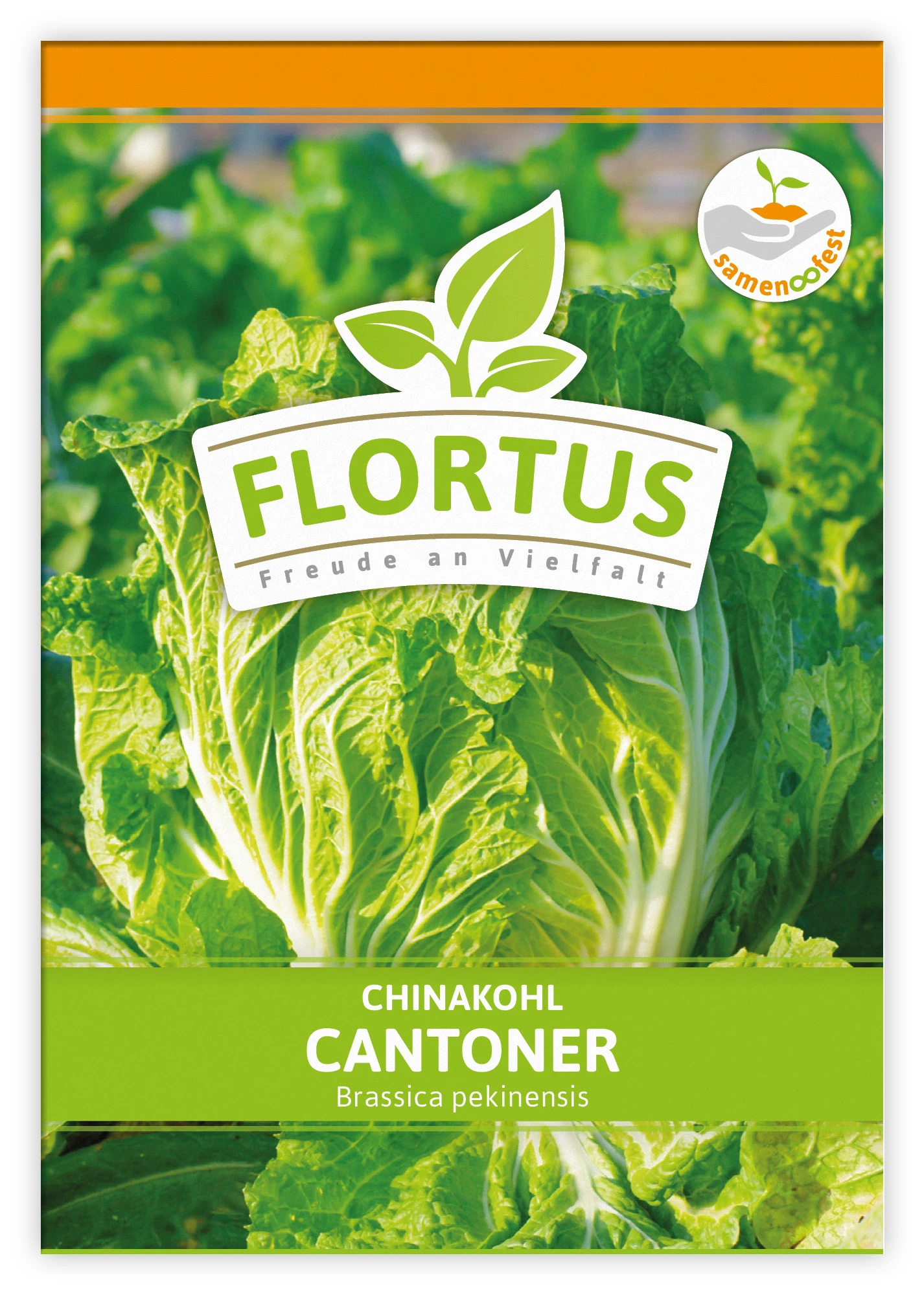Chinakohl Cantoner (100 Stück) | Chinakohlsamen Von FLORTUS 2 Chinakohl Cantoner (100 Stück) | Chinakohlsamen Von FLORTUS – Bild 2
