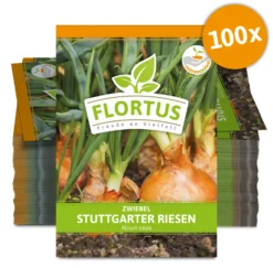 Zwiebel Stuttgarter Riesen (100 Stück) | Zwiebelsamen Von FLORTUS -Indoor Gärtnern Verkaufe 549873 Zwiebel Stuttgarter Riesen 100 Stueck 2000 0490 100x 0