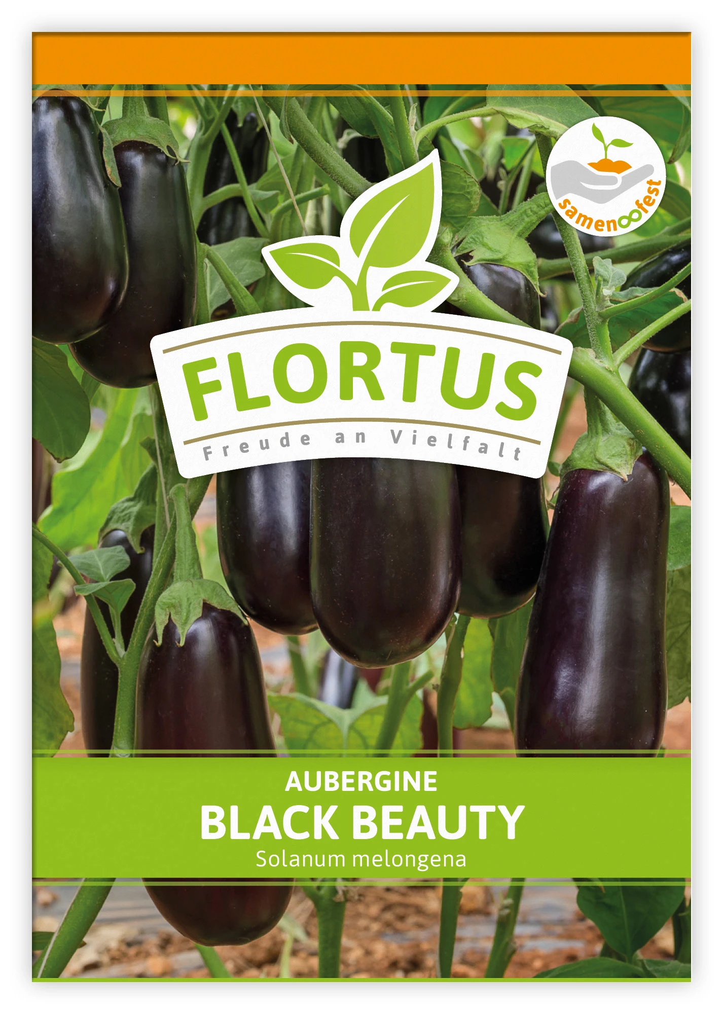 Aubergine Black Beauty (100 Stück) | Auberginensamen Von FLORTUS 3 Aubergine Black Beauty (100 Stück) | Auberginensamen Von FLORTUS – Bild 3