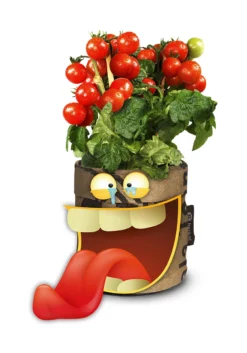 Greensquad Snack-Tomaten | Anzuchtsets Von Baza 8 Greensquad Snack-Tomaten | Anzuchtsets Von Baza -Indoor Gärtnern Verkaufe 550259 Greensquad Snack Tomaten 18027709 bz 2