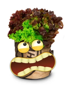 Greensquad Knackiger Salat | Anzuchtsets Von Baza