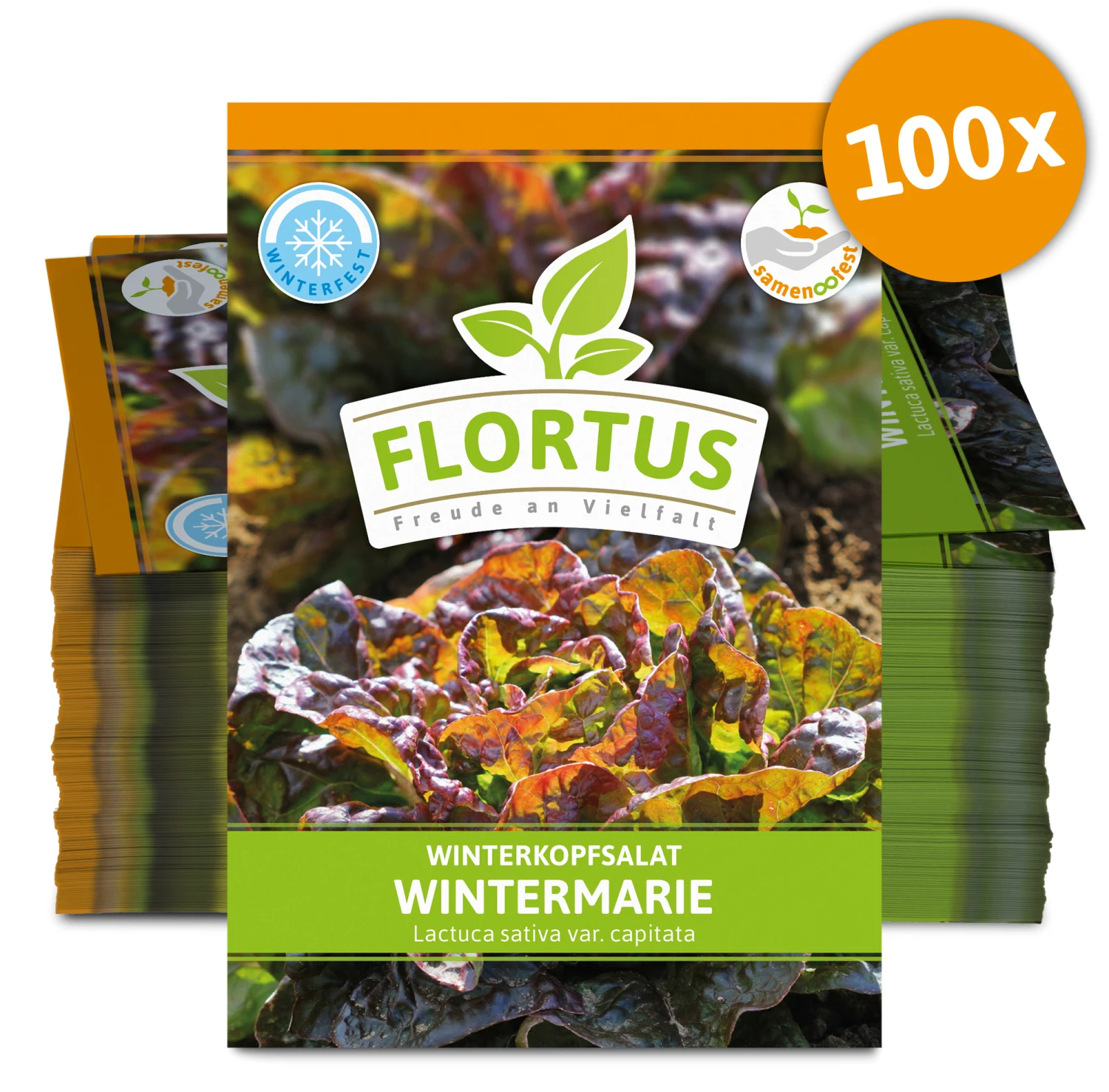 Winterkopfsalat Wintermarie (100 Tütchen) | Kopfsalatsamen Von FLORTUS 2 Winterkopfsalat Wintermarie (100 Tütchen) | Kopfsalatsamen Von FLORTUS – Bild 2