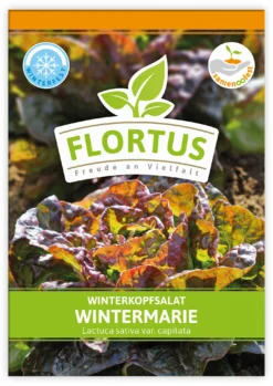 Winterkopfsalat Wintermarie (100 Tütchen) | Kopfsalatsamen Von FLORTUS 5 Winterkopfsalat Wintermarie (100 Tütchen) | Kopfsalatsamen Von FLORTUS -Indoor Gärtnern Verkaufe 551876 Winterkopfsalat Wintermarie 100 Tuetchen 2000 0560 100x 1