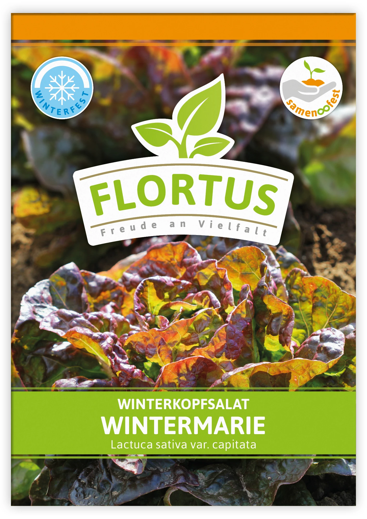 Winterkopfsalat Wintermarie (100 Tütchen) | Kopfsalatsamen Von FLORTUS 3 Winterkopfsalat Wintermarie (100 Tütchen) | Kopfsalatsamen Von FLORTUS – Bild 3