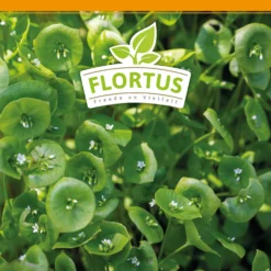 Winterportulak Postelein (100 Tütchen) | Portulaksamen Von FLORTUS