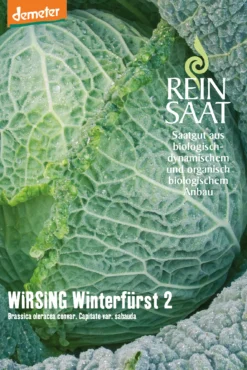 Wirsing Winterfürst 2 | BIO Wirsingsamen Von Reinsaat