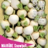 Mairübe Snowball | BIO Mairübensamen Von Reinsaat