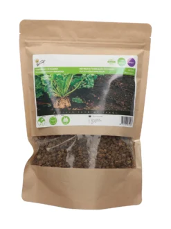 Futter Rüben Brigadier (250 G) | Runkelrüben- &amp; Futterrübensamen Von Buzzy Seeds