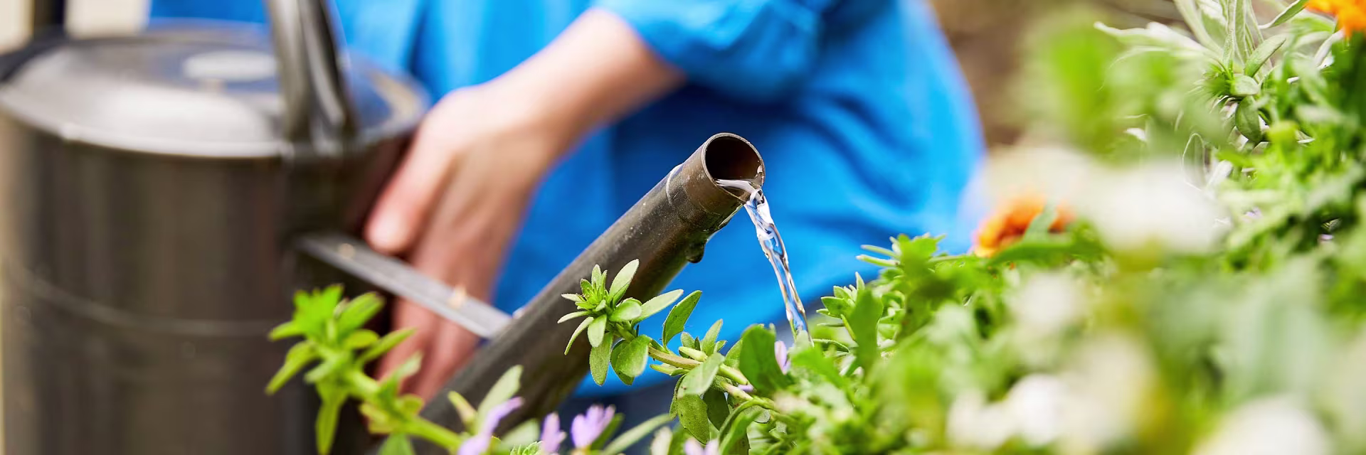 Indoor Gärtnern Verkaufe -Indoor Gärtnern Verkaufe kuebelpflanzen giessen watering potted plants